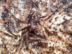 Dlux Ash Scarf Chocolate